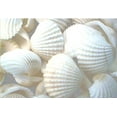 thumbnail image 2 of 1/2 Lb (2 Cups) Tiny White Ark Shells Seashell 1/2"-3/4" (13-19mm) Beach Wedding Decor Crafts Hobby, 2 of 3