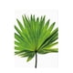 thumbnail image 2 of Cuadro decorativo de pared con impresión en lienzo sin marco de hojas de plantas verdes. Palmetto Leaf L, 2 of 9