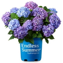 Endless Summer BloomStruck Reblooming Hydrangea Live Shrub in 1-Gallon Grower Pot
