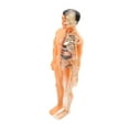 thumbnail image 4 of 1 juego de rompecabezas 3D translúcido de anatomía del cuerpo humano para bricolaje, órganos extraíbles, huesos y estructura esquelética, juguete de aprendizaje cognitivo, 4 of 8