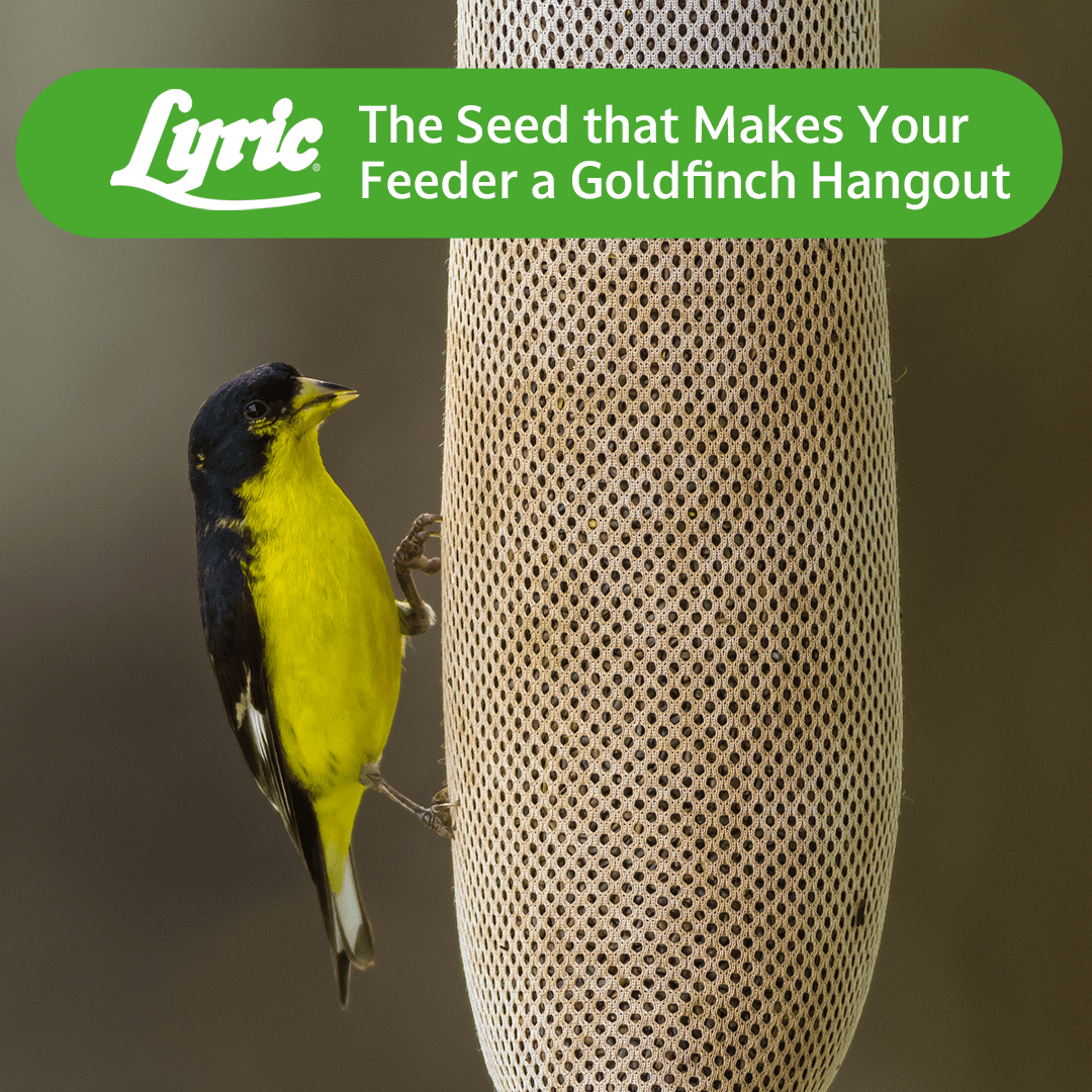 Lyric Nyjer Wild Bird Seed - Finch Food - 10 lb. Bag