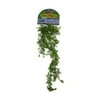 Fancyplants Giant Asparagus Fern