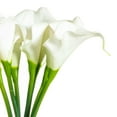 thumbnail image 2 of Vickerman 14'' Artificial White Calla Lily. Eight stems per pack., 2 of 8
