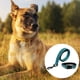 thumbnail image 3 of Collares y correas para perros Collares y correas para perros, 3 of 5