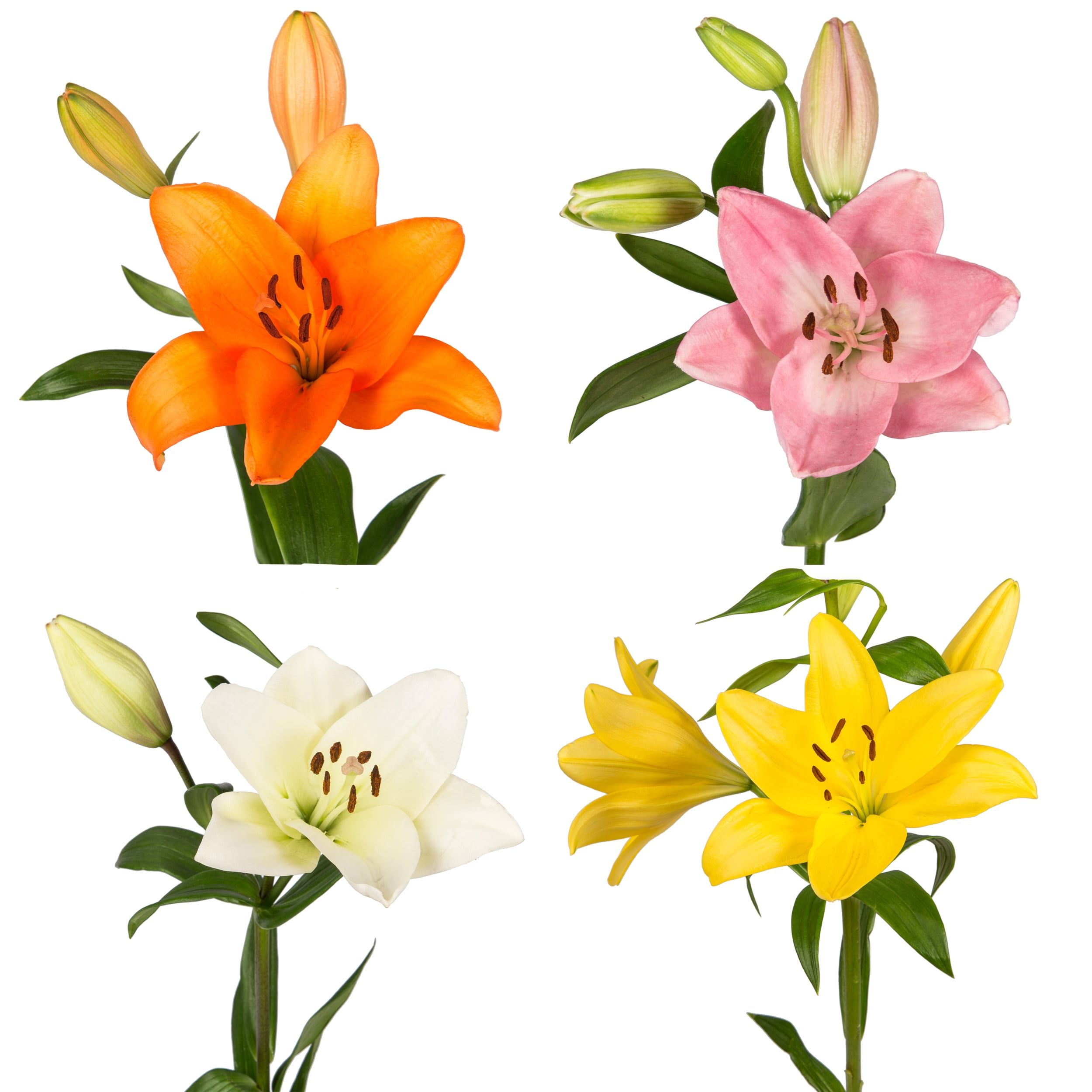 Assorted LA Hybrid Lilies - Fresh Cut - 80 Stems - by Bloomingmore
