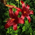 thumbnail image 4 of GSDWIUEW Lily Bulbs-2 or 4 Bulbs per Package Cold-Resistant Perennial Bulbs for Gardens, Easy-Grow. (Red,2), 4 of 4