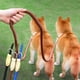 thumbnail image 1 of Xihbxyly Correa Doble para Perros, con Divisor de Longitud Ajustable, Sin Control de Rotación, Diseño con Doble Amortiguación, Ideal para Perros Pequeños, Asa Cómoda, Tamaño 210 X 1 Cm, 1 of 7