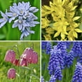 thumbnail image 2 of Garden Gem Mixed Flower Collection, 100 Bulbs - Featuring 4 Varieties of Yellow, Blue, White & Purple Flowers, 2 of 9