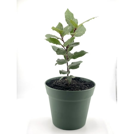 Mediterranean Bay Laurel Tree