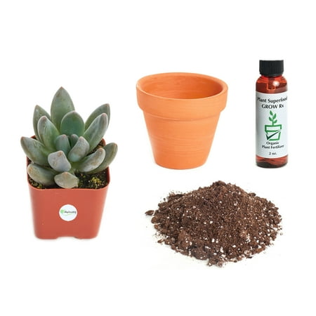 Echeveria Plant - Shop Succulents Echeveria Haagai 'Tolimanensis' 2In Plant Kit