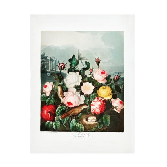 Trademark Fine Art Pictufy Roses from The Temple of Flora 1807 Canvas Wall Art