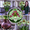 C, variant on Vigorous Amaryllis Bulbs-Low Maintenance for Winter Blooms-Ideal for Indoor, Plant Pots & Planters