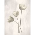 thumbnail image 2 of Deiter, Lori 15x18 Black Ornate Wood Framed with Double Matting Museum Art Print Titled - Bleached Tulips I, 2 of 4