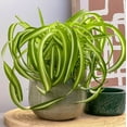 thumbnail image 5 of Bonnie Curly Spider Plant, Curly Spider Plant Live Indoor Houseplant 2 Inches Potted, 5 of 8