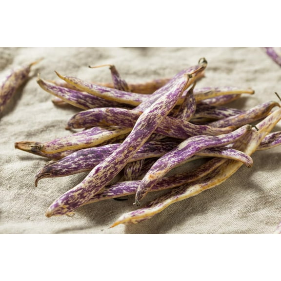 CZ Grain Dragons Tounge Bean Seeds for Planting (20 Seeds)