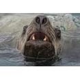 thumbnail image 2 of Paulson, Don 32x23 White Modern Wood Framed Museum Art Print Titled - Alaska, Glacier Bay NP Stellar sea lion in water, 2 of 4