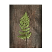 Trademark Fine Art 'Woodland Fern I' Canvas Art by Sue Schlabach