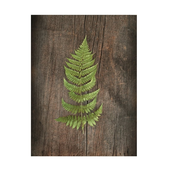 Trademark Fine Art 'Woodland Fern I' Canvas Art by Sue Schlabach