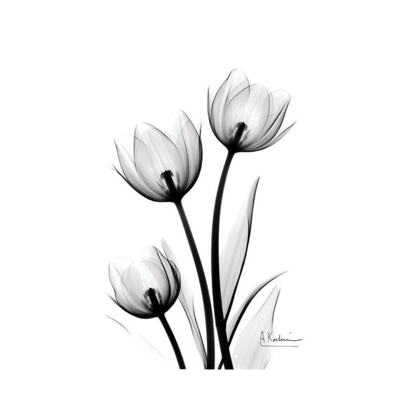 Art.com Tulips High Contrast Art Print by Albert Koetsier, 12" x 16"