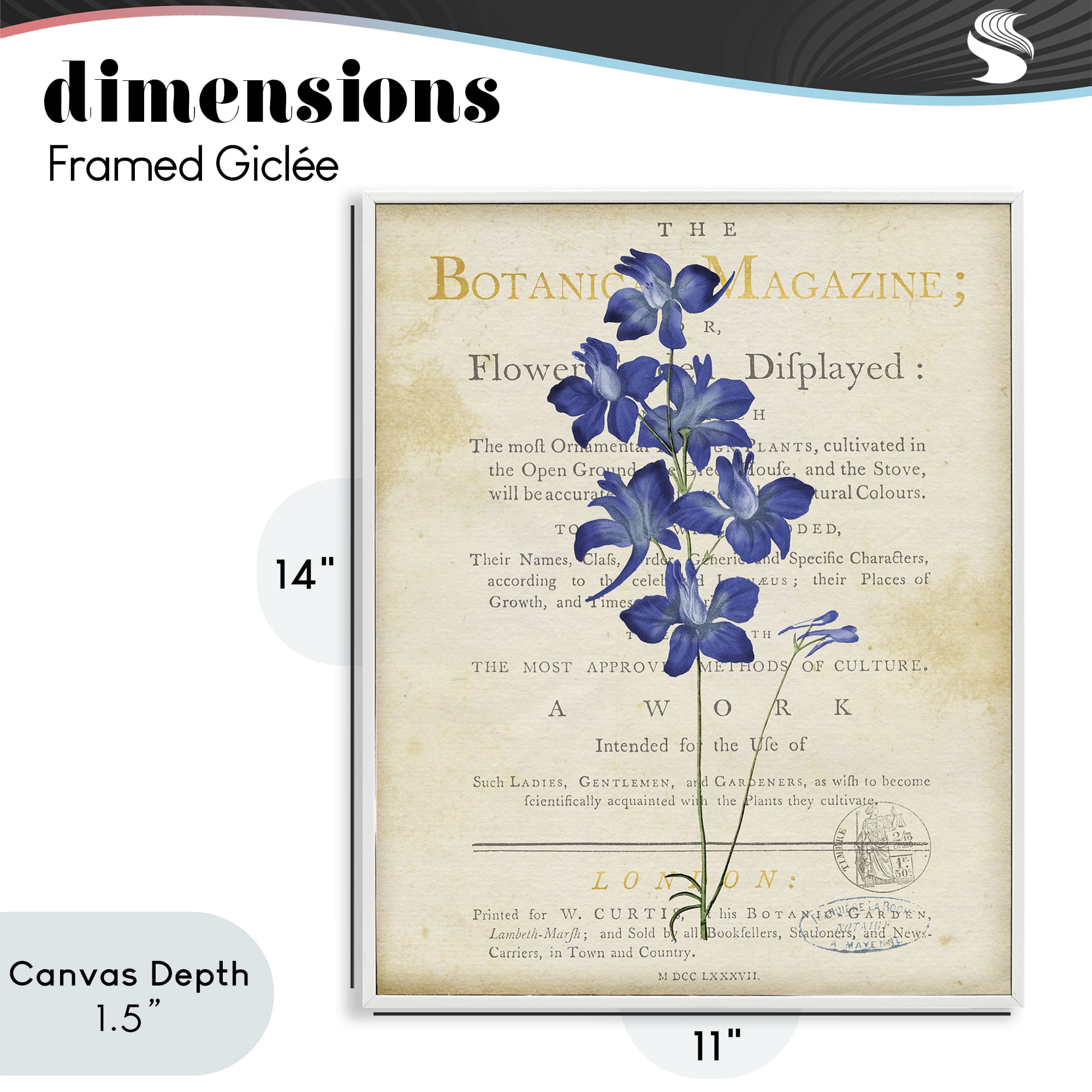 Stupell Industries Natural Botanic Garden Flower White Framed Giclee Art, design by Susan Arnot