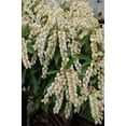 thumbnail image 5 of Compact Japanese Andromeda, 5 of 11