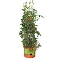 thumbnail image 3 of Hydrofarm GCTB Tomato Pot Garden Planting System with 4 Foot Trellis (4 Pack), 3 of 3