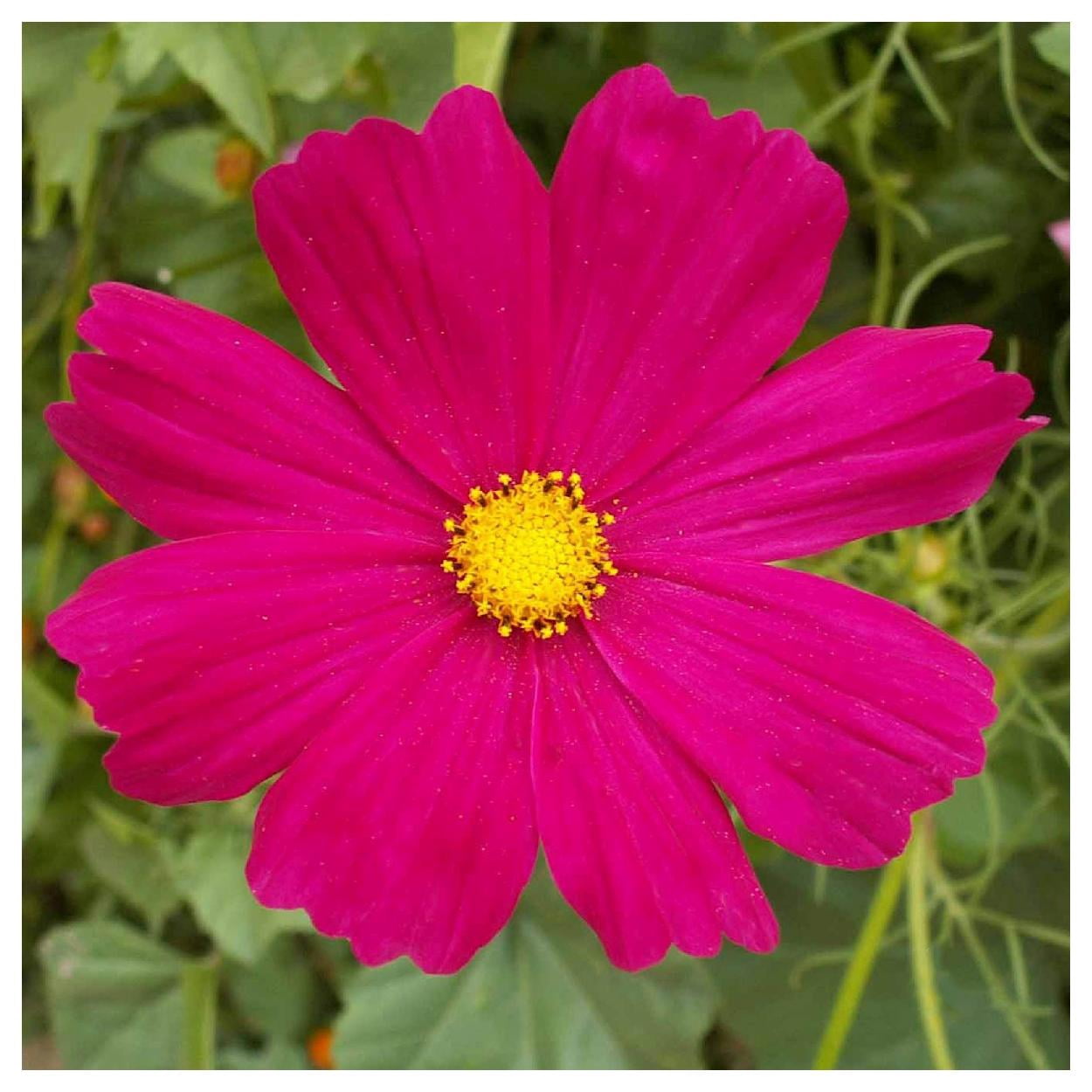 Everwilde Farms - 1 lb Dazzler Cosmos Garden Flower Seeds - Gold Vault Bulk Seed Packet