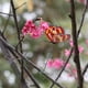 thumbnail image 5 of 30 Piezas de Estacas para Jardín Al Aire Libre, Maceta para Flores, Decoración de Jardín, Mariposa, 5 of 7