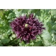 thumbnail image 2 of 250 Seeds BLACK Swan PEONY POPPY Papaver Somniferum Dark Burgundy Double Flower Seeds, 2 of 4