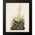 thumbnail image 2 of Audubon, John James 20x24 Black Modern Framed Museum Art Print Titled - Pl 164 Tawny Thrush, 2 of 5
