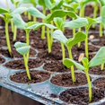 thumbnail image 5 of Alfombrilla térmica Seedling Hydrofarm MT10006, 17 pulgadas de ancho, 23 x 50 cm, color negro, 5 of 5