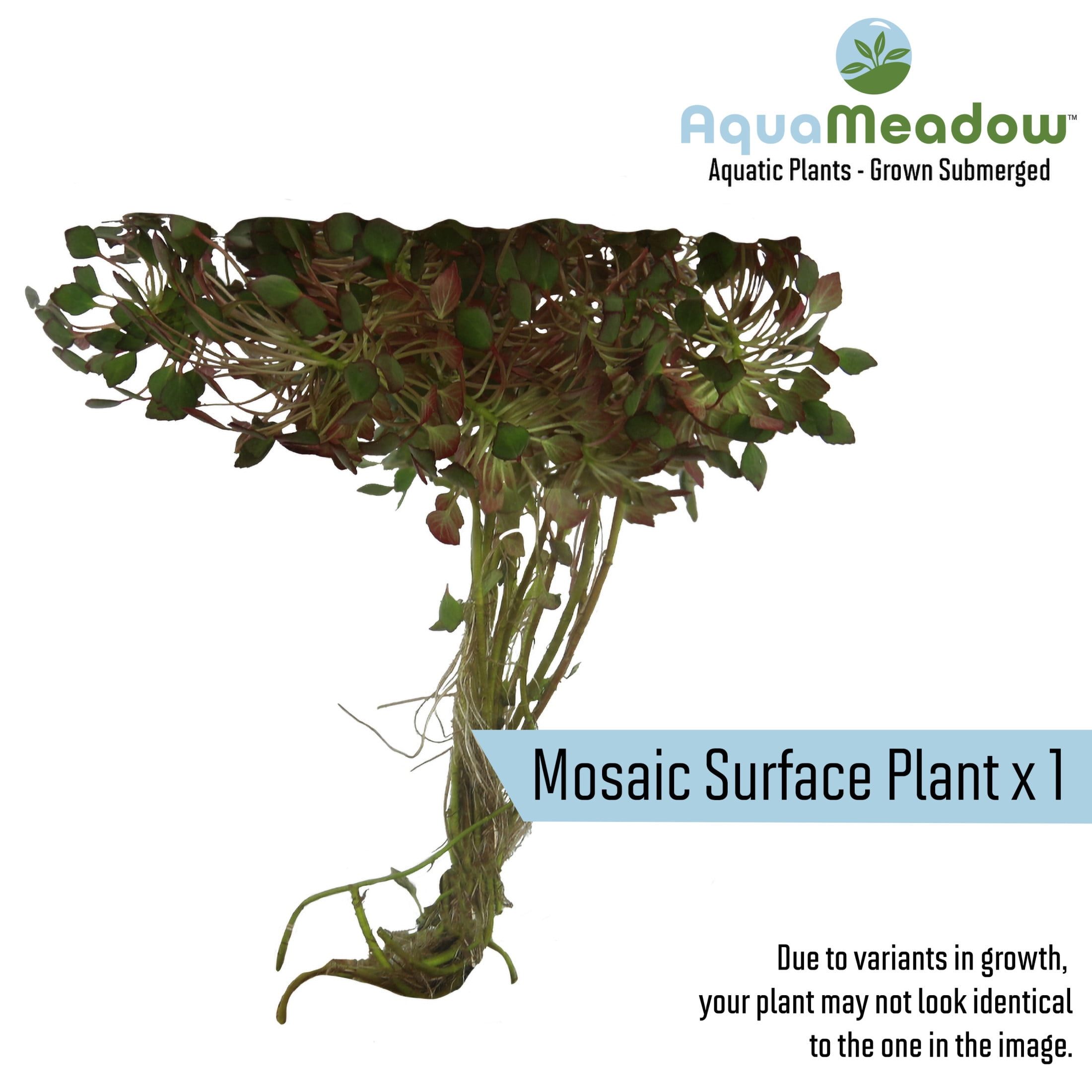 AquaMeadow Starter Pond Plant Bundle