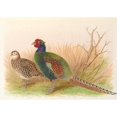 thumbnail image 3 of Henry Jones 18x14 Black Modern Framed Museum Art Print Titled - Green Japanese Pheasant (1918-1922), 3 of 5
