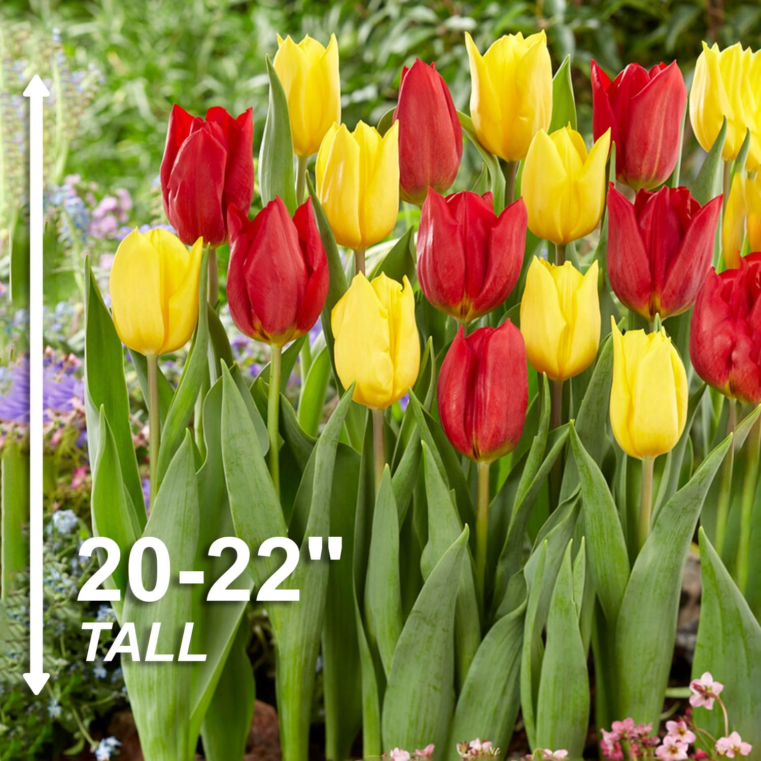 Garden State Bulb Yellow and Red Mix Darwin Hybrid Tulip Flower Bulbs, 12/+ cm (Bag of 25)