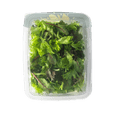 BrightFarms Spring Mix Salad Blend, 4 oz Clam Shell, Fresh