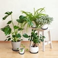 thumbnail image 3 of 20 Pack Black Plant Saucers – 6, 8, 10, 12 Inch Plastic Trays for Pots, Indoor & Outdoor Drip Trays for Water Drainage & Floor Protection, 3 of 7