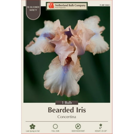 Concertina Bearded Iris - Rebloomer - Top Size Rhizome - 1 Bulb