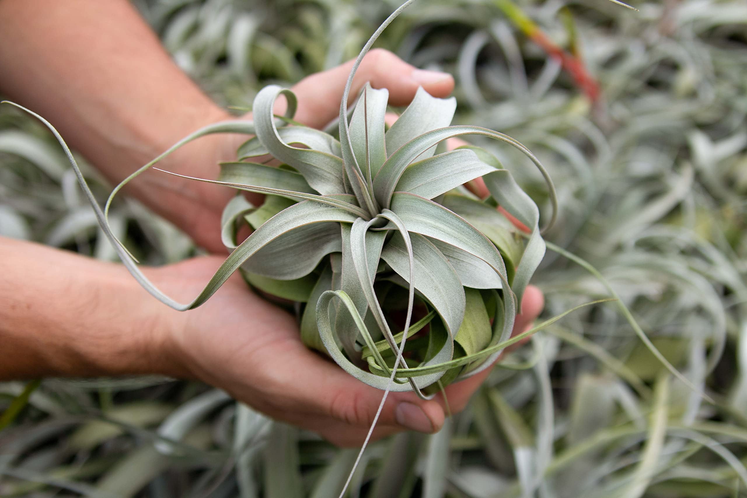 Large Xerographica Air Plants 5 to 7 Inches - Live Tillandsia Succulent House Plants - Available in Wholesale and Bulk - Home and Garden Decor - Easy Care Indoor and Outdoor Plants (Pack of 6)