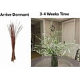 thumbnail image 2 of Snow Willow Branches, Living Vase Filler Decor | 25-30 Inches Tall - 100% All Natural. - Event or Wedding Decoration (20 Branches), 2 of 3