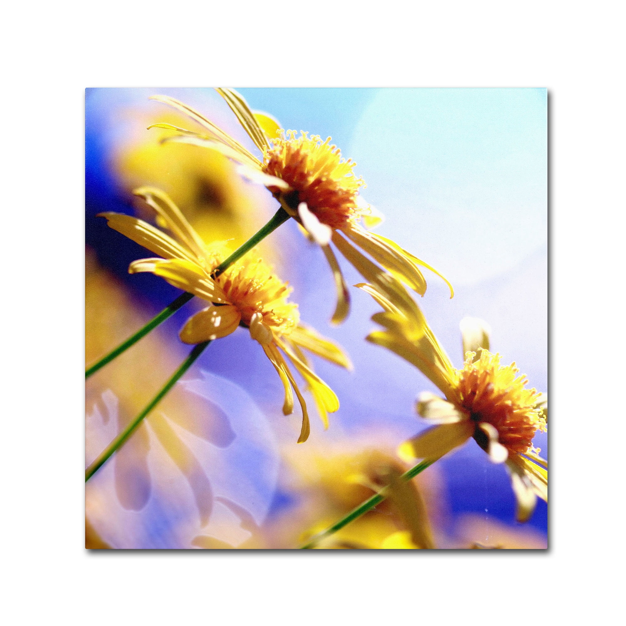 Trademark Fine Art "Sunny Days" Canvas Art by Beata Czyzowska Young