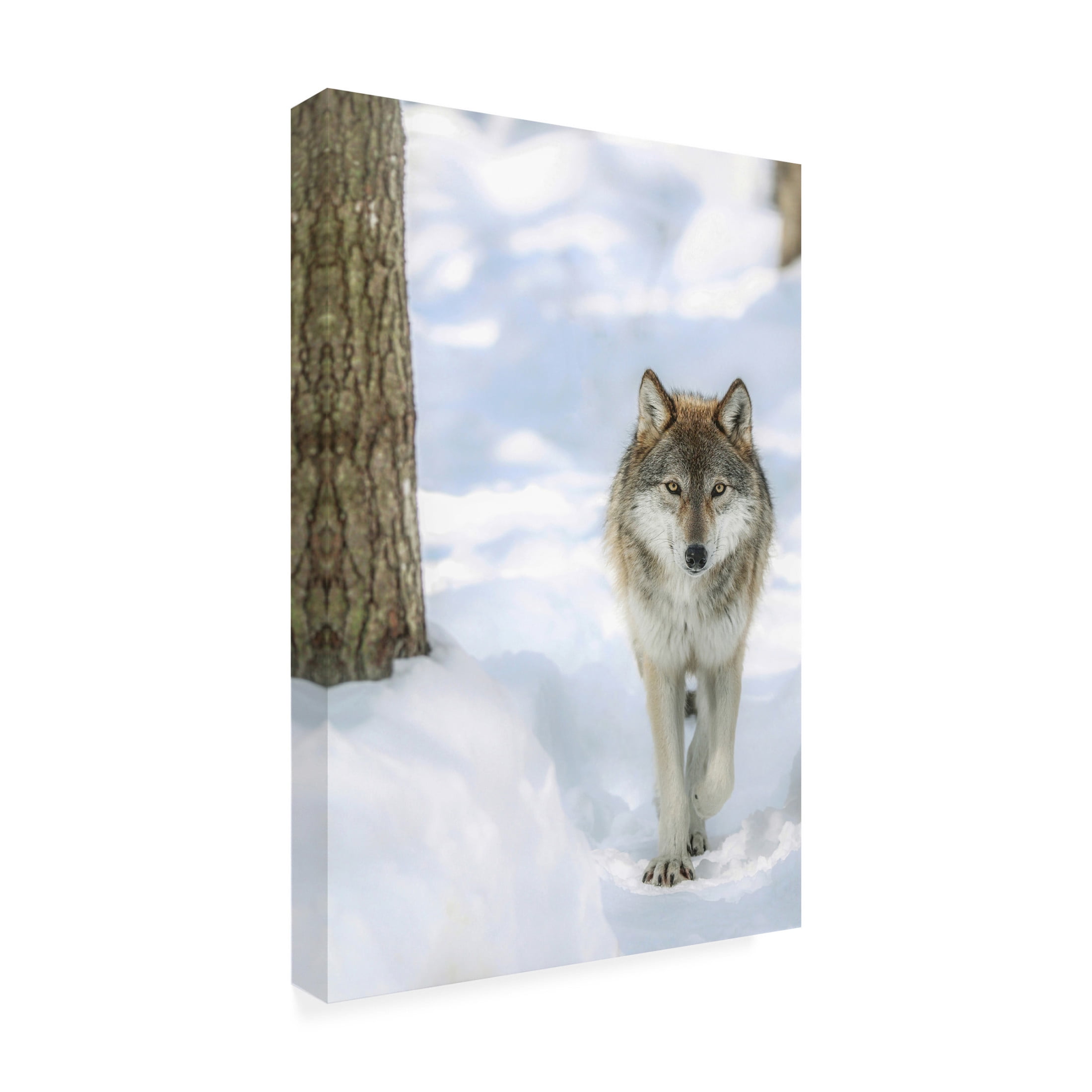 Canvas Wall Art - Carrie Ann Grippo-Pike 'Winter Wolf' Wall Art for Living Room, Bedroom, or Office Décor by Trademark Fine Art - 22 x 32 Inches
