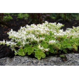 Hirt's Gardens Tiny Lion Asiatic Lily, Dwarf Flowering Bulbs, Quart Pot -  Walmart.com