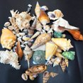 thumbnail image 2 of Labymos Varied Size Seashells Mixed Beach Natural Conch Cowrie Beadshells for Beach Theme Party Wedding, 2 of 8