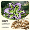 thumbnail image 2 of Lily Bulbs,Low Maintenance - Easy Grow - Ideal For Beds Borders, Plant Pots & Planters, 2 of 5
