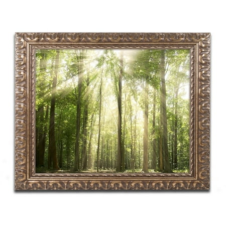 Trademark Fine Art 'Sunrays Through Treetops' Canvas Art by PIPA Fine Art, Gold Ornate