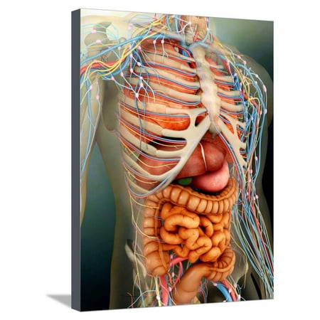 Perspective View of Human Body, Whole Organs And Bones Stretched Canvas Print Wall Art By Stocktrek