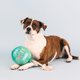 thumbnail image 3 of Juguete de peluche para perros Fringe Studio I Pawty You Pawty Pet Shop, 3 of 6
