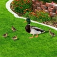 thumbnail image 2 of Darzheoy 5Pcs Garden Duck Stakes, Three-dimensional, Dual-sided, Yard Sign, Metal Duck Garden Stakes, Yard Art for Lawn Outdoor Decoration, 2 of 6