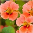 Nasturtium, Vesuvius Seeds, 500 Seeds, Newly HarvestedBeautiful Flower