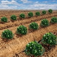 thumbnail image 7 of Deago 10 Pack Strawberry Supports for Garden Strawberry Plant Support Stand Holder Strawberry Growing Racks Frame, 7 of 7